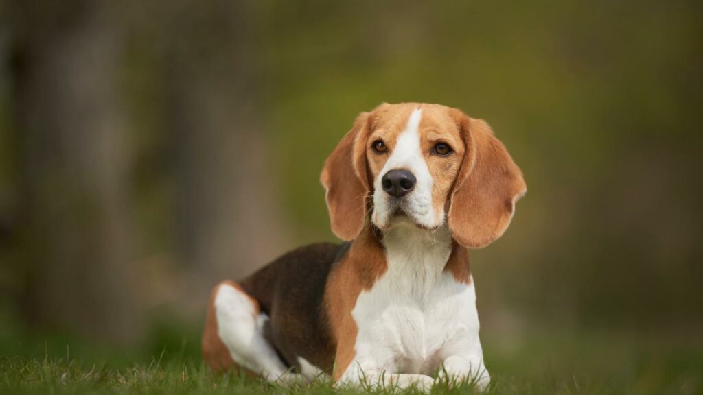 Beagle der im Gras liegt